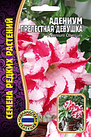 Адениум Прелестная Девушка  3 шт. Тайланд