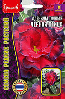 Адениум Чёрная Птица 3 шт. Тайланд