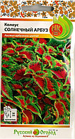 Колеус Солнечный Арбуз 3шт Одн 50см (НК)