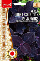 Колеус Гигантский Выставочный Палисандра (Giant Exhibition Palisandra) 3 шт Япония