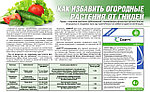 Как избавить огородные растения от гнилей