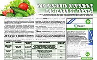 Как избавить огородные растения от гнилей