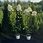 Гортензия метельчатая Vanille Fraise (Ванилла Фрейз), фото 2
