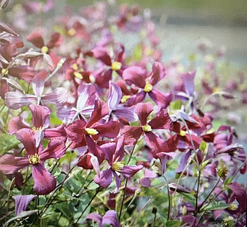 Клематис Строуберри Филдс С2