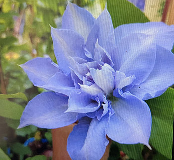 Клематис Блю Котильон С2