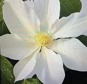 Клематис Токи (Toki) C2