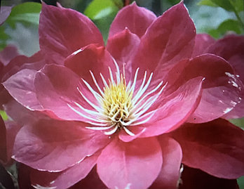 Клематис Ред Стар (Red Star) C2