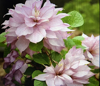 Клематис Инносент Гланс (Innocent Glance) C2