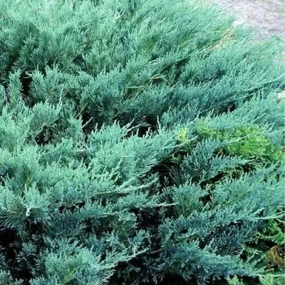Можжевельник казацкий Блю Дануб