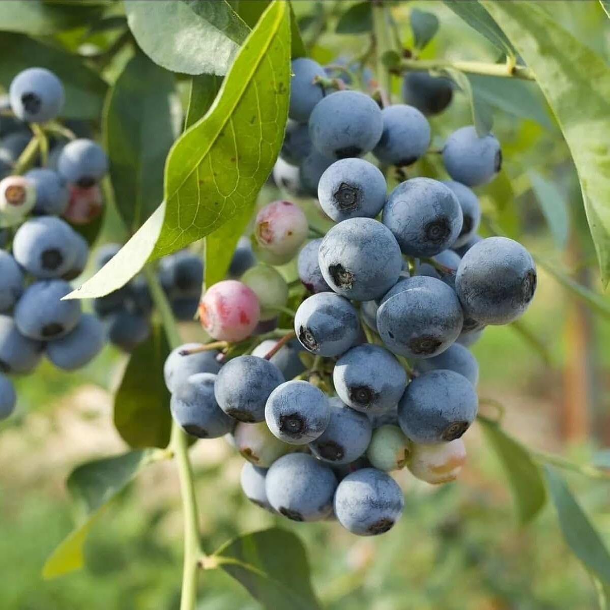 Голубика "Блюголд" (Bluegold), средний сорт, С2