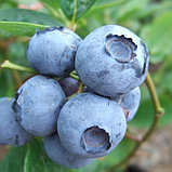 Голубика "Блюголд" (Bluegold), средний сорт, С2, фото 2
