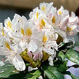 Рододендрон "Мадам Массон", Р9, фото 2