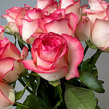 Роза чайно-гибридная "Джумилия", С3