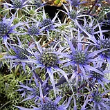 Синеголовник "Блю Хоббит" (Blue Hobbit), Р9, фото 2