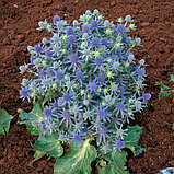 Синеголовник "Блю Хоббит" (Blue Hobbit), Р9, фото 3