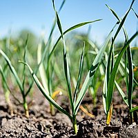 Эффективный уход и лучшие удобрения для здорового урожая лука и чеснока  