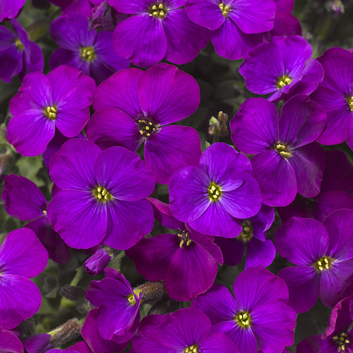 Обриета "Одри Перпл Шейдс" (Audrey Purple Shades), Р9