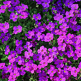 Обриета "Одри Перпл Шейдс" (Audrey Purple Shades), Р9, фото 2