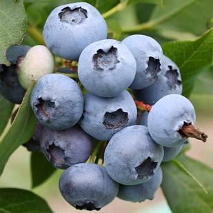 Голубика Блюкроп