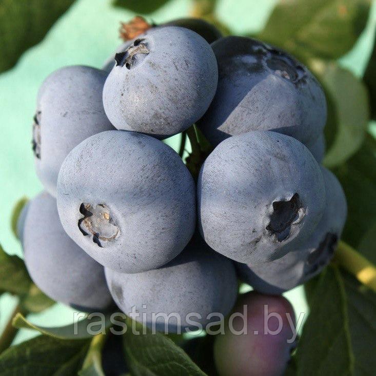 Голубика Патриот