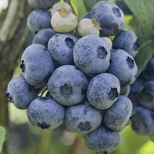 Голубика Чандлер