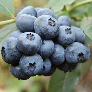 Голубика Дюк