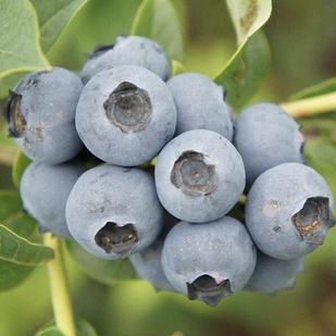 Голубика Река