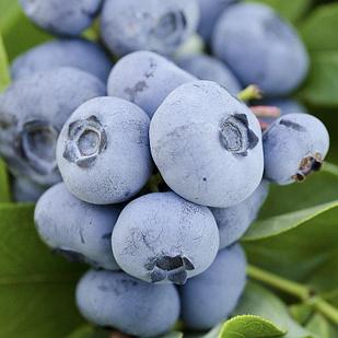 Голубика Элизабет