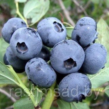 Голубика Спартан