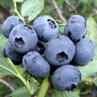 Голубика Спартан