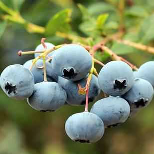 Голубика Нельсон