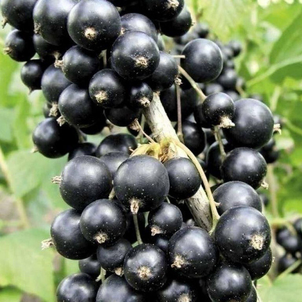 Смородина черная "Рубен" (Ruben), Р9