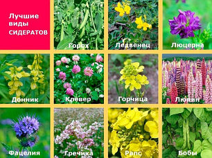 СИДЕРАТЫ