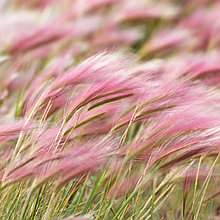 Ячмень гривастый (Hordeum jubatum), С2