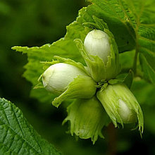 Фундук зеленолистный (Corylus avellana), Р9