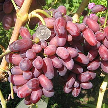 Виноград "Ризауш" (Rizaush), Р9