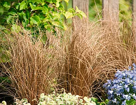 Осока власовидная Зора