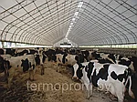 Каркасно-тентовые конструкции для содержания крупно-рогатого скота