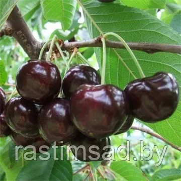 Черешня Скина (С5)