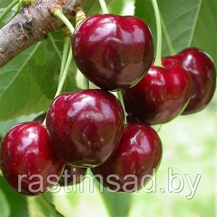 Черешня Лапинс (С5)