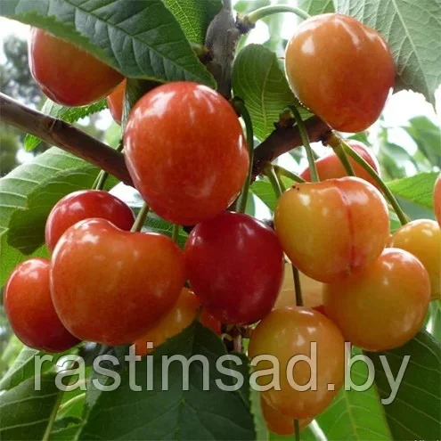 Черешня Любава (С5)