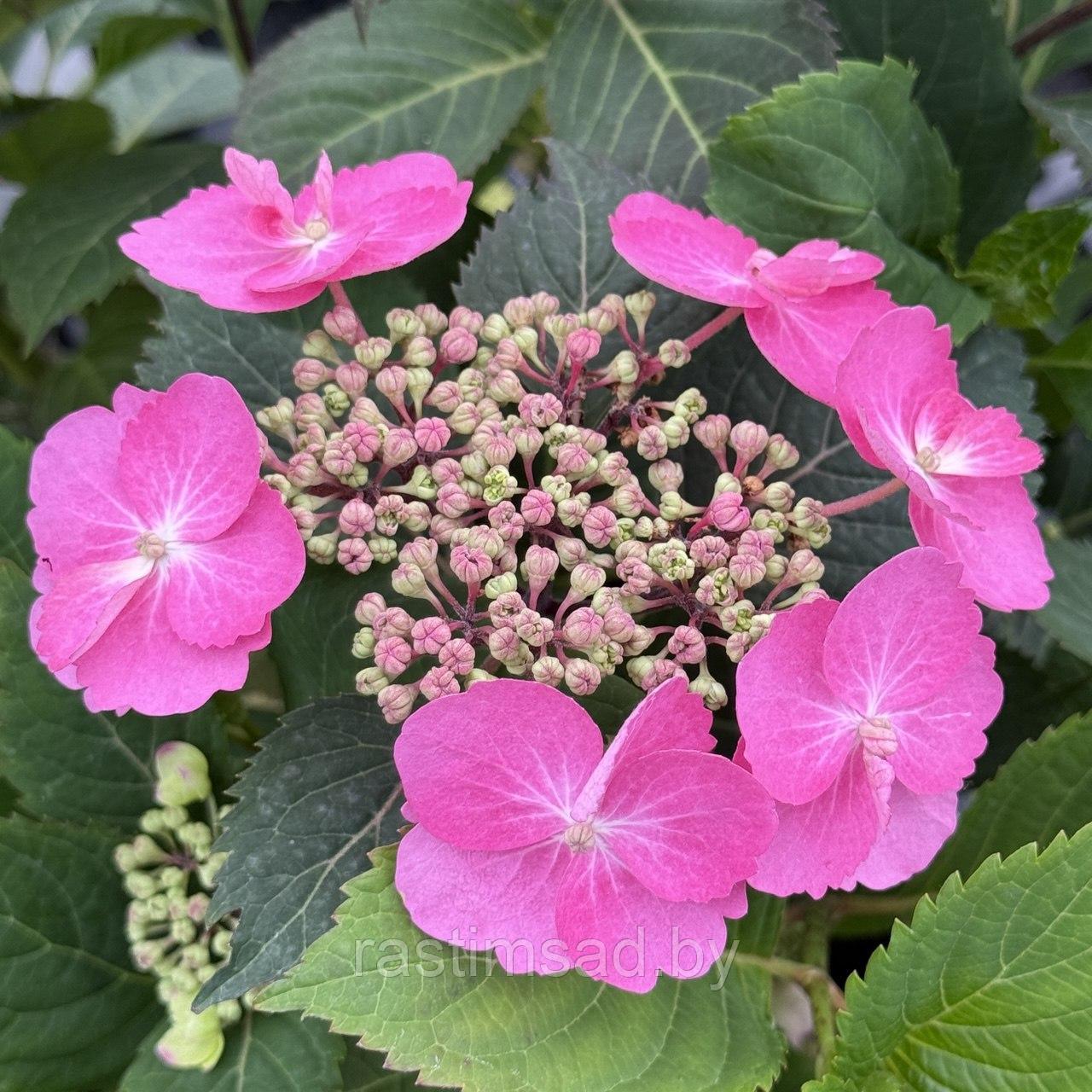 Гортензия Cotton Candy ( Коттон Кэнди)