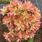 Гортензия метельчатая Мечта Лесково, фото 2