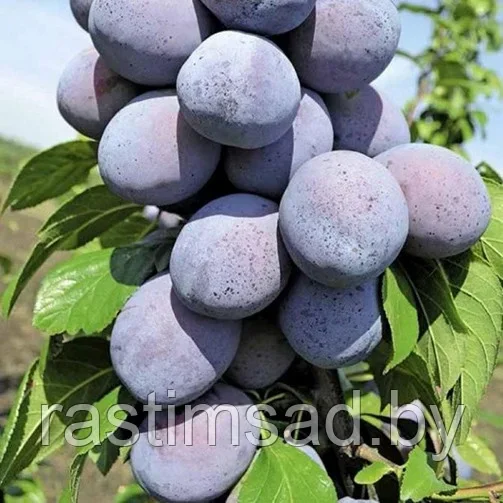 Слива колоновидная Блю Свит (С7)