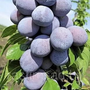 Слива колоновидная Блю Свит (С7)