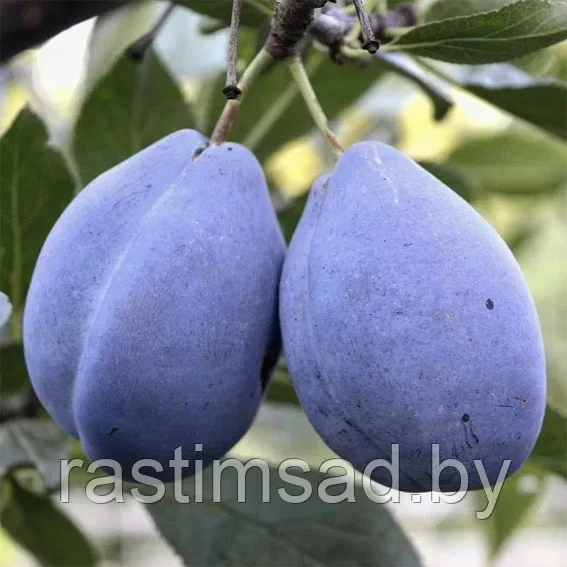 Слива Стенли (С7)