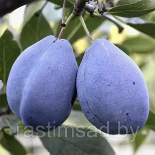Слива Стенли (С7)