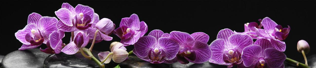 Скинали SP 089 Альбико