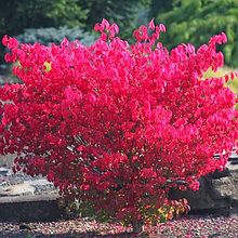 Бересклет крылатый "Фаербол" (Fireball), Р9