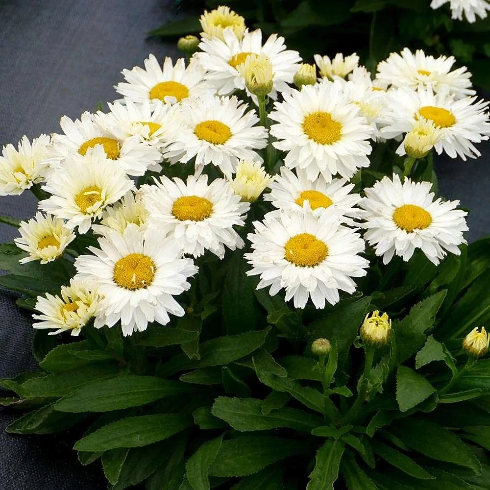 Нивяник великолепный Мадонна